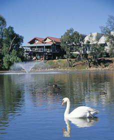 White Swans Image