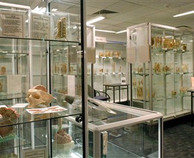 Museum of Human Disease Image